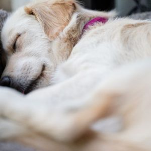 Adorable white puppy sleeping on a grey blanket