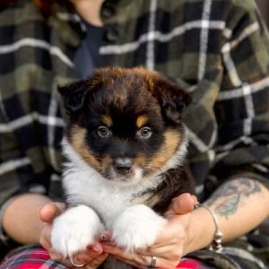 Australian Shepherd puppy siting on a womans' lap