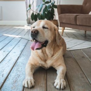 Lb laying on hardwood floor happily at pet sitting visit