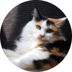 Cat Care Santa Clarita Cat Care Santa Clarita