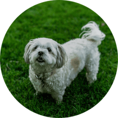 Dog Services Santa Clarita Dog Services Santa Clarita