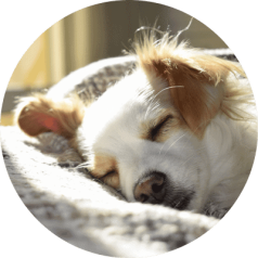 Private Dog Boarding Santa Clarita Private Dog Boarding Santa Clarita