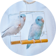 Small Animal Care Santa Clarita Small Animal Care Santa Clarita