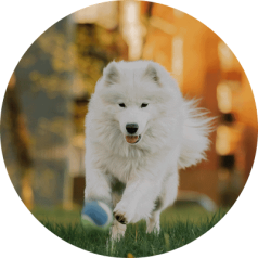 Vacation Pet Sitting Santa Clarita Vacation Pet Sitting Santa Clarita